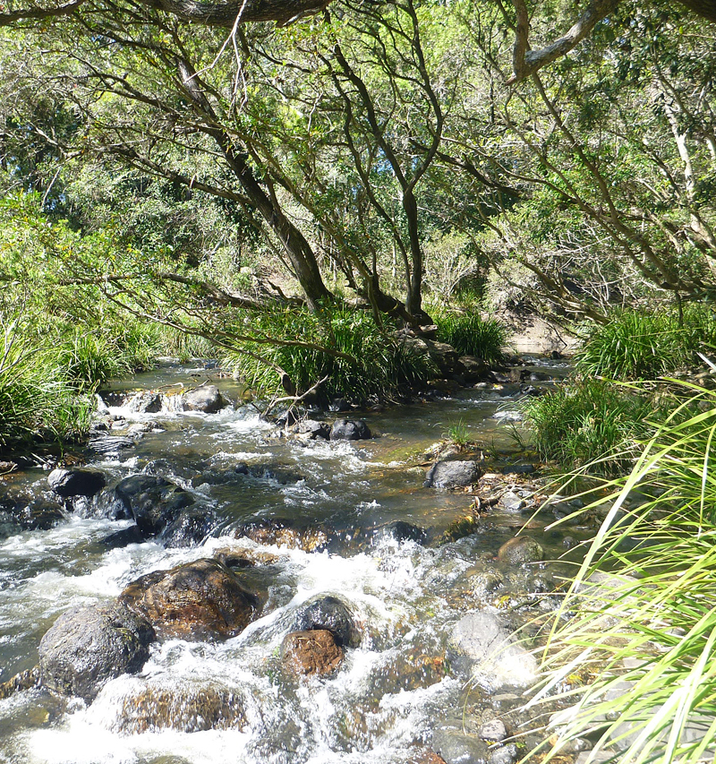 Duke riparian assessment